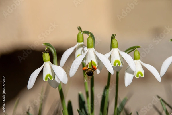 Obraz snowdrops with bee