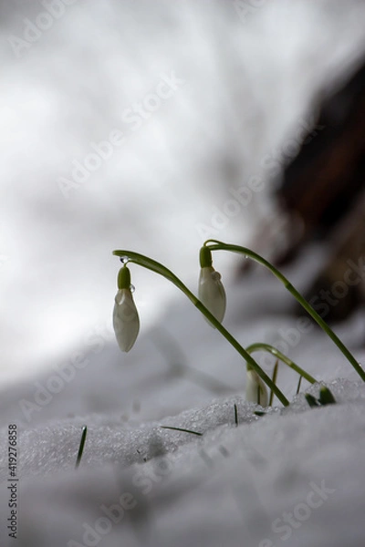 Obraz snowdrops in snow