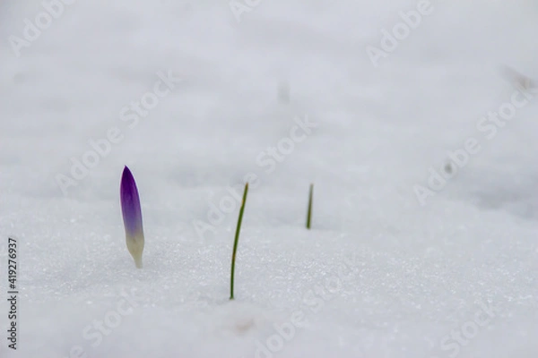 Obraz first crocus in snwo