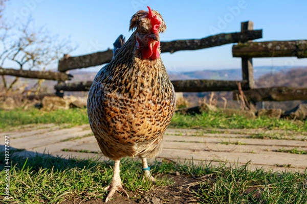 Obraz Patterned Brown and Black Chicken Standing Outdoors

