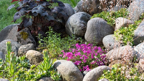 Fototapeta Various perennial plants in a small rockery in a summer garden