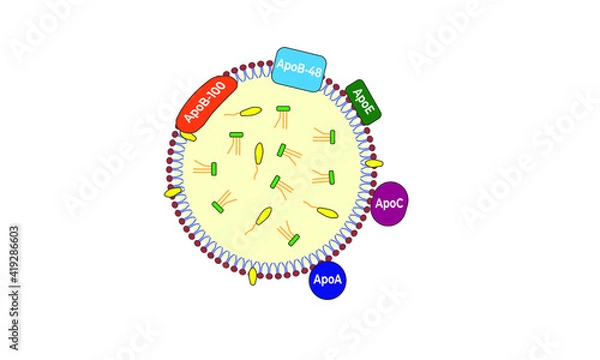 Obraz Lipoprotein general structure