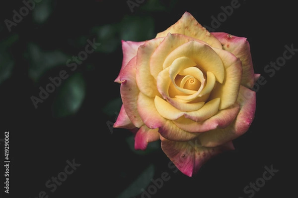 Fototapeta Rose