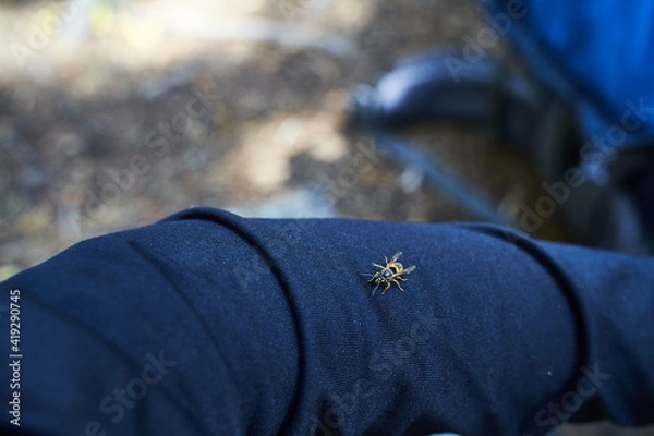 Obraz Yellow jacket hanging out on shirtsleeve.      