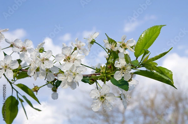 Fototapeta Flowering cherry