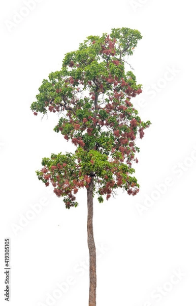 Fototapeta Tree isolated on white background