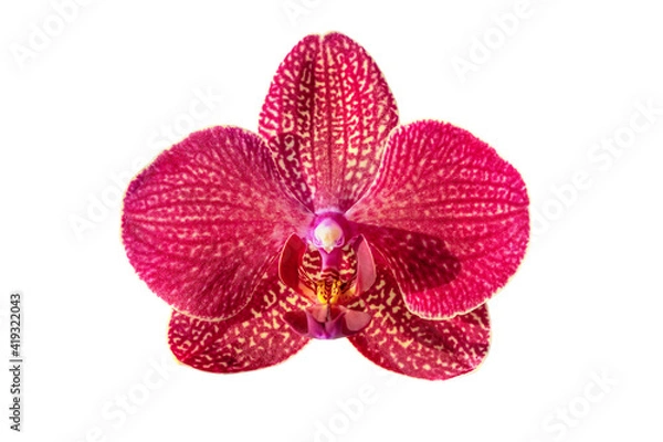 Obraz Red orchid isolated on white background.