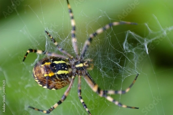 Fototapeta Araignée Tissant Sa Toile