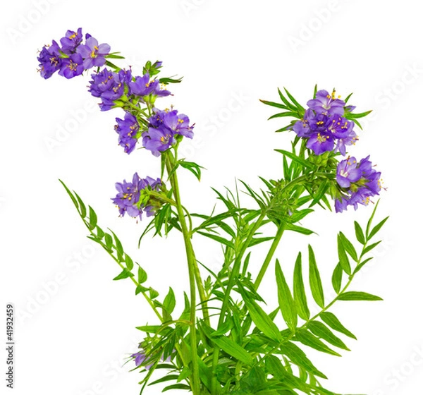 Obraz Jackobsleiter, Polemonium caeruleum