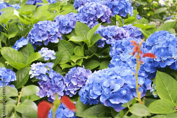 Obraz Big blue and purple hydrangea/青と紫の大きなアジサイ
