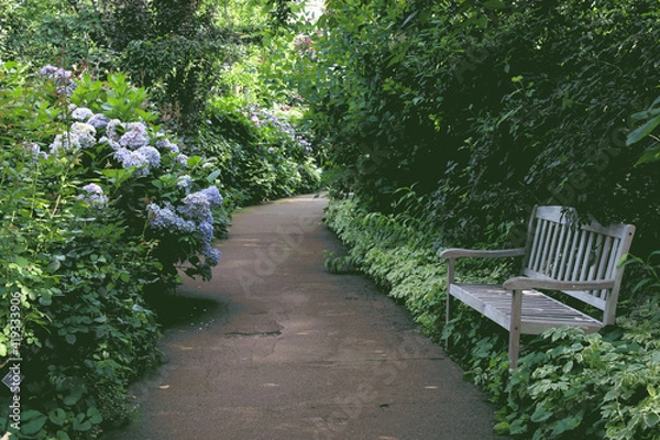 Obraz Paths and hydrangeas in a quiet forest