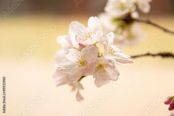 Obraz 桜/Sakura tree flower (cherry blossom)