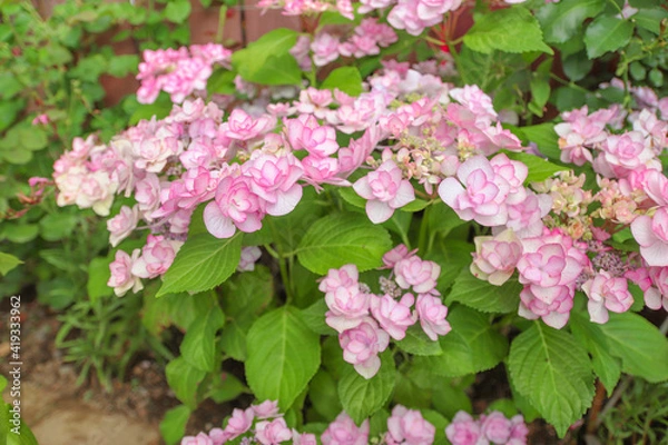 Obraz Pretty pink hydrangeas/アジサイ
