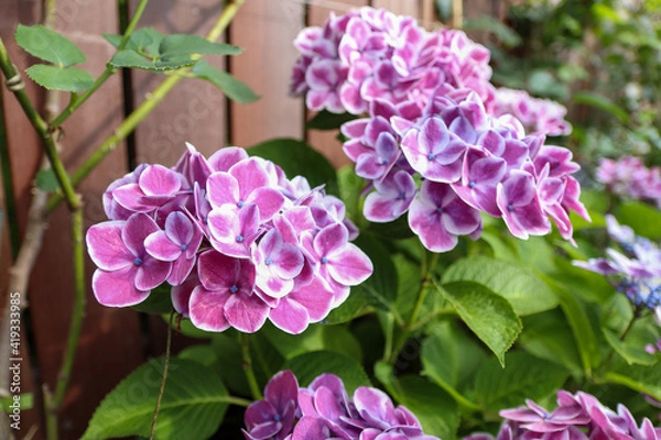 Obraz Purple hydrangea/アジサイ
