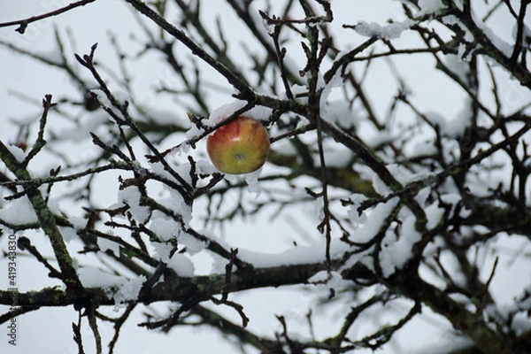 Fototapeta Winterapfel