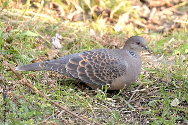 Fototapeta キジバト