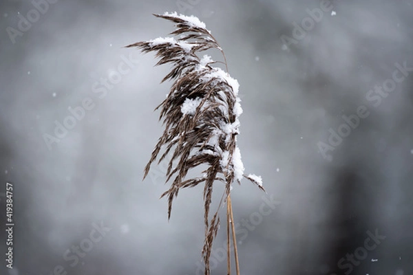 Obraz Schilf im Schnee