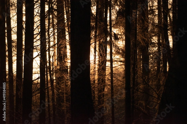 Obraz Wald Sonnenaufgang