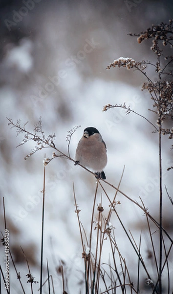 Obraz Gimpel im Winter