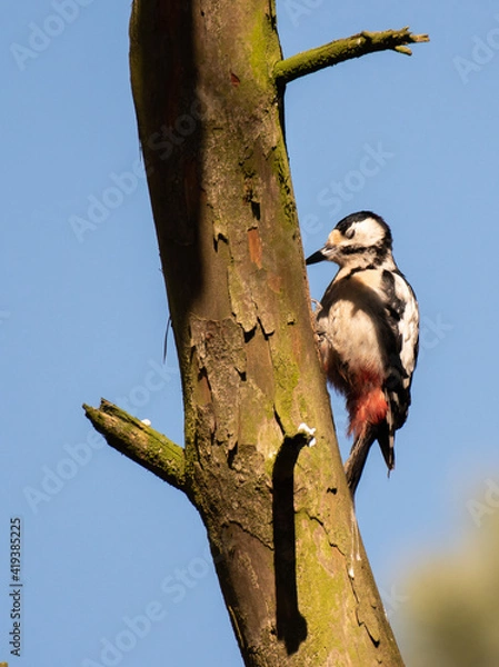 Obraz Specht am Baum / woodpecker