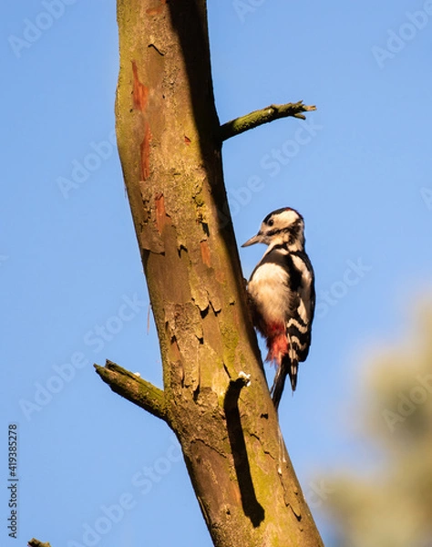 Obraz Specht am Baum / woodpecker