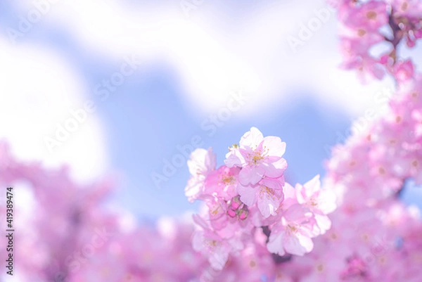 Fototapeta 【初春・早咲き桜】河津桜