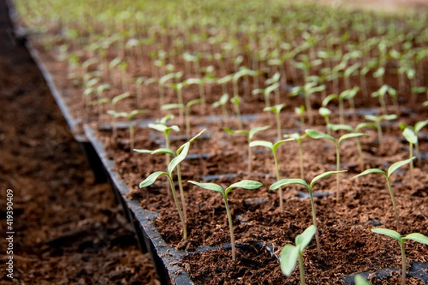 Fototapeta Small sprouts of tomatoes in peat, blurred background.