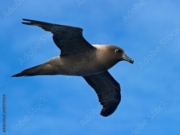 Obraz Light-mantled Sooty Albatross