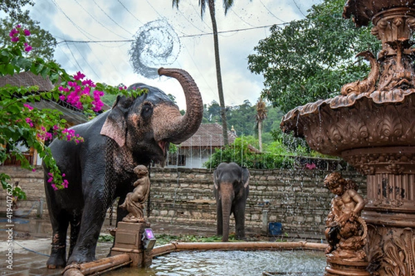 Fototapeta A ceremonial elephant sprays water from a fountain over its body adjacent to the Temple of the Sacred Tooth Relic at Kandy in Sri Lanka. The elephant will parade in the Buddhist Esala Perahera.