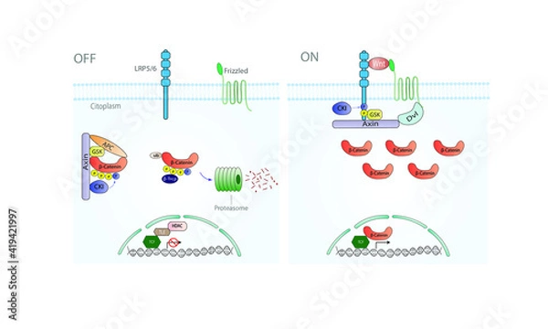 Obraz Wnt/beta-catenin pathway