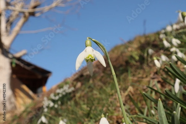 Obraz Schneeglöckchen am Hang