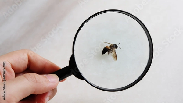 Obraz Viewing a dead honey bee via a black magnify glass, hold by a hand.