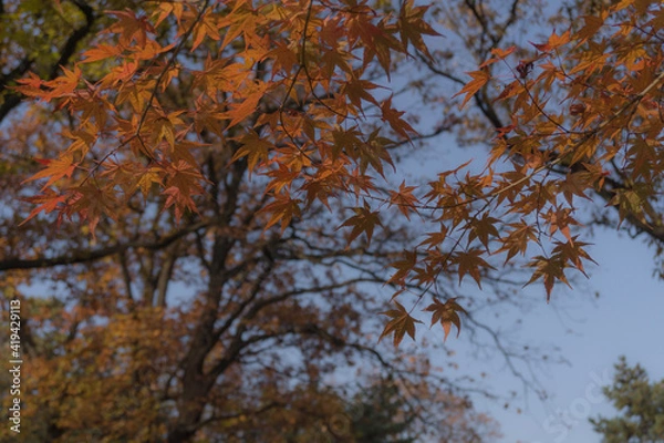 Obraz trees in autumn