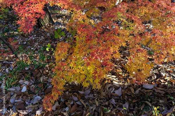 Obraz moss on the rock