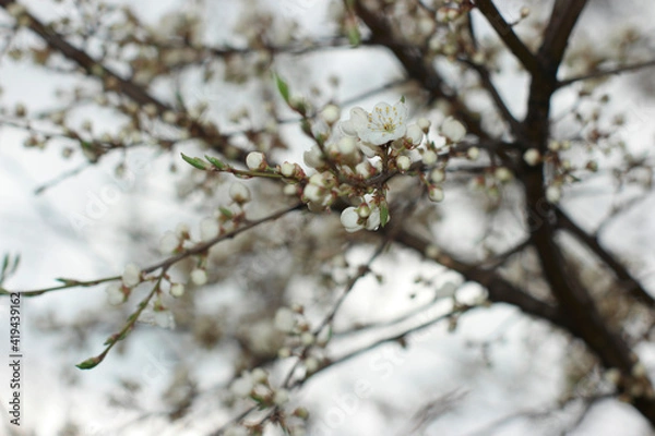 Fototapeta white flowers with raindrops on petals