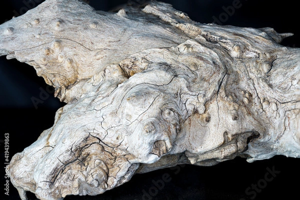 Obraz Structure tropical root 