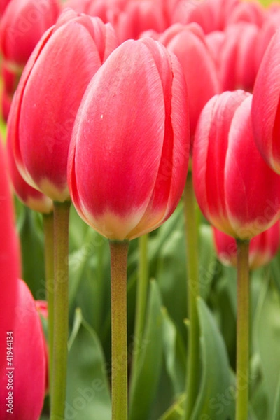 Fototapeta Red Tulip Field
