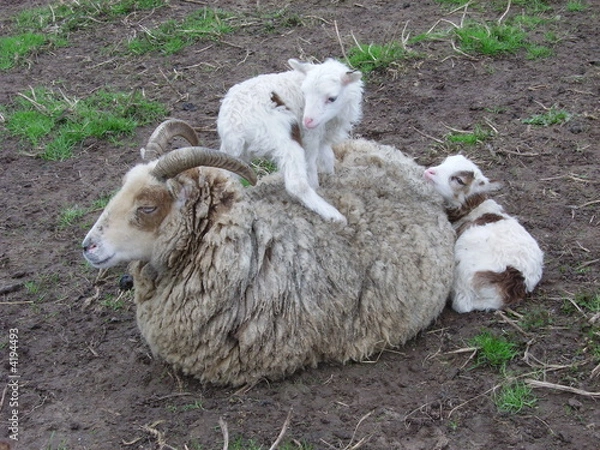 Obraz Soay ewe with twin lambs