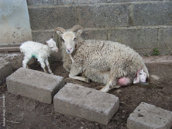 Obraz White Soay ewe giving birth to second twin ewe lamb