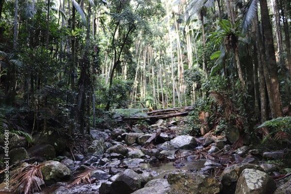 Fototapeta stream in the forest