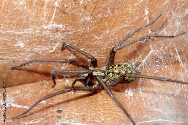 Obraz Hobo Spider