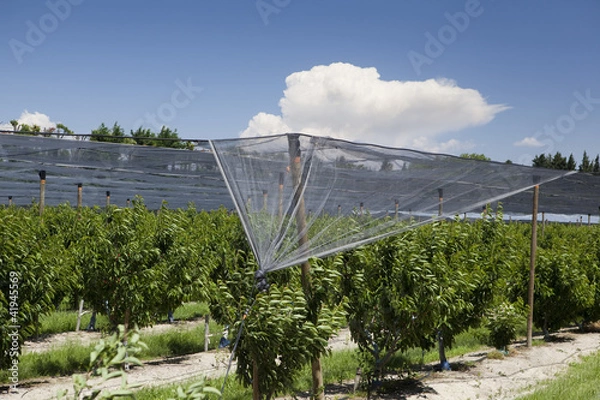 Obraz Filets anti-grêle