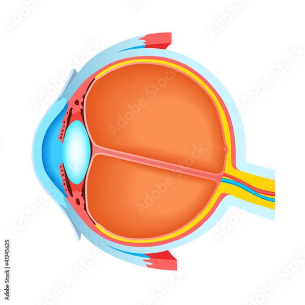Obraz Cross section of human eye