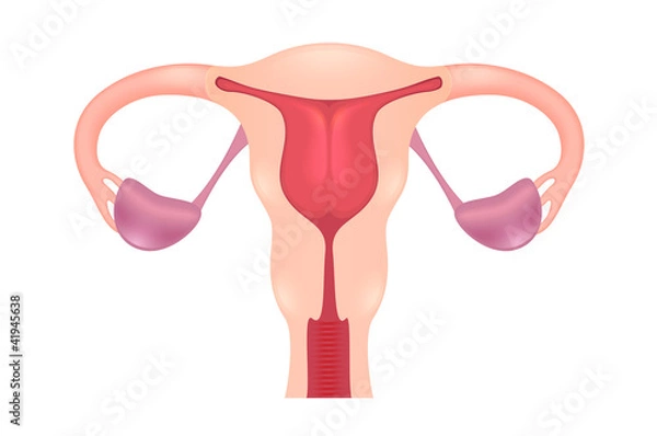 Obraz Female Reproductive System