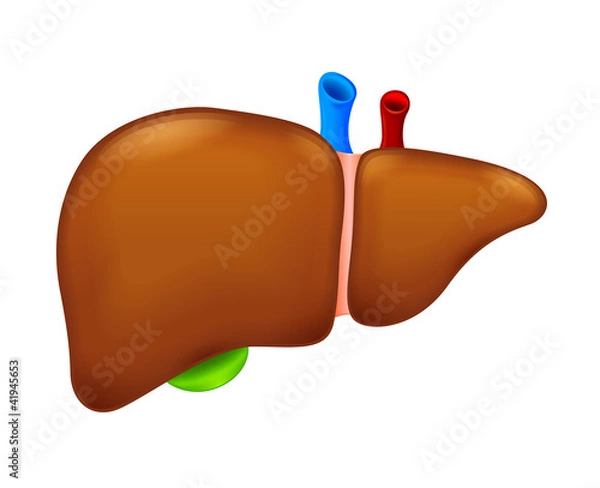 Obraz Human liver