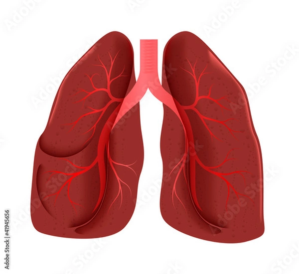 Obraz lungs anatomy