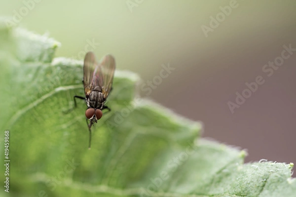 Fototapeta Fliege