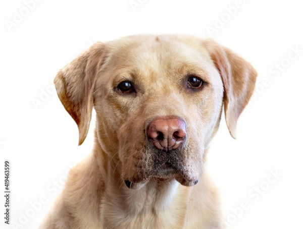 Obraz golden retriever dog