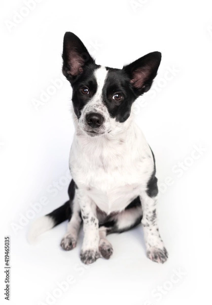 Obraz black and white dog