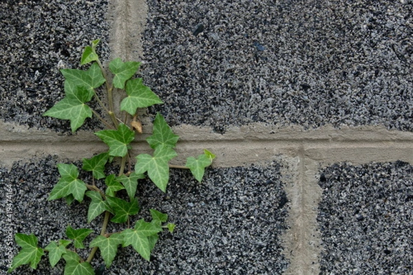 Obraz stone wall with ivy